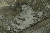 Triassic Aged Stromatolite Fossil - England #365737-1